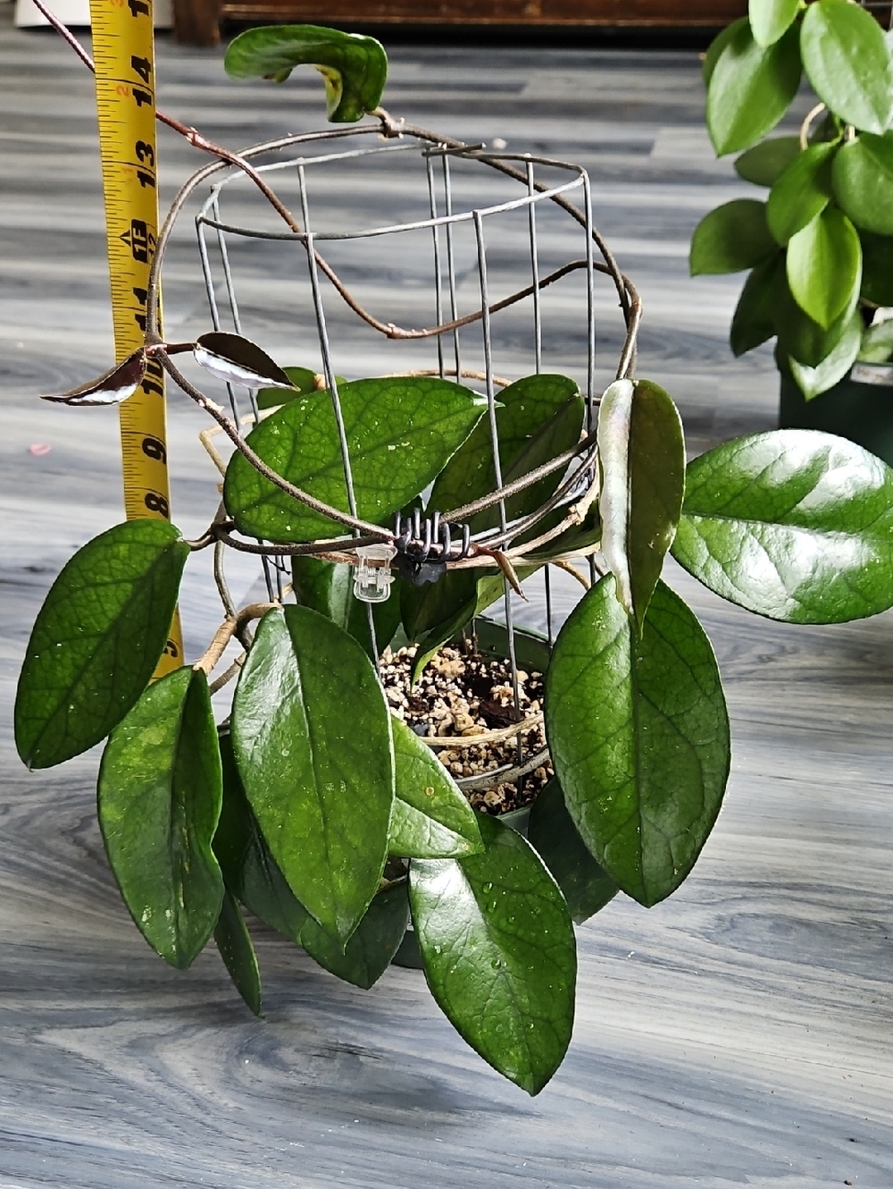 Trailing Hoya DASYANTHA Plant with Shiny Veiny Leaves, In 6in Pot Healthy Plant - Picture 6 of 7